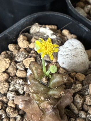 花が咲いたオトンナ・ヘレー1号