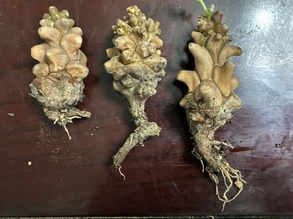 オトンナ・ヘレーの発根確認