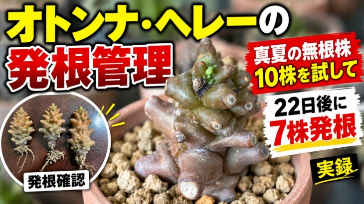 オトンナ・ヘレーの発根管理！真夏の無根株10株を試して22日後に7株発根