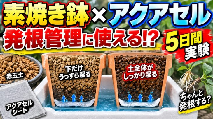 素焼き鉢×アクアセルで発根管理できる？赤玉土の湿り方を5日間実験してみた