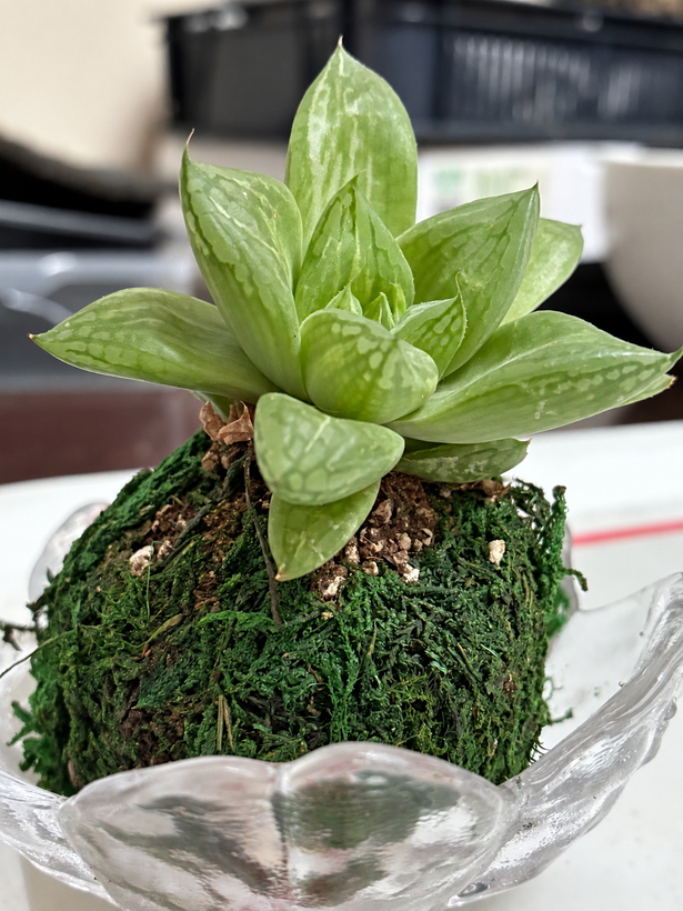 透明な器に置いた、宝草錦の苔玉。もじゃさんの過去の制作例。