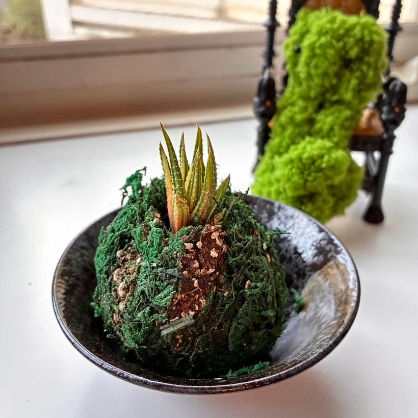 黒い器に置いた、細く尖った葉の鼓笛錦の苔玉。もじゃさんの過去の制作例。