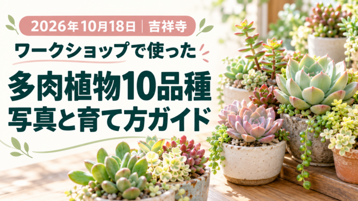 2026年10月18日吉祥寺ワークショップで使った多肉一覧