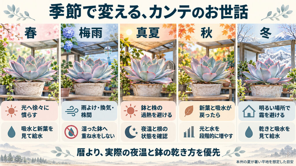春・梅雨・真夏・秋・冬の管理と、暦より実際の夜温や鉢の乾き方を優先する考え方