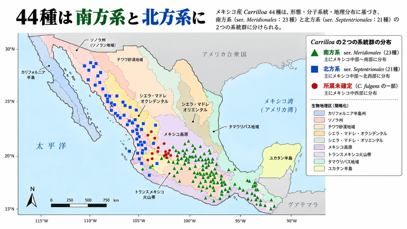 Carrilloa44種の南方系Meridionales23種と北方系Septentrionales21種のメキシコ・グアテマラ分布図
