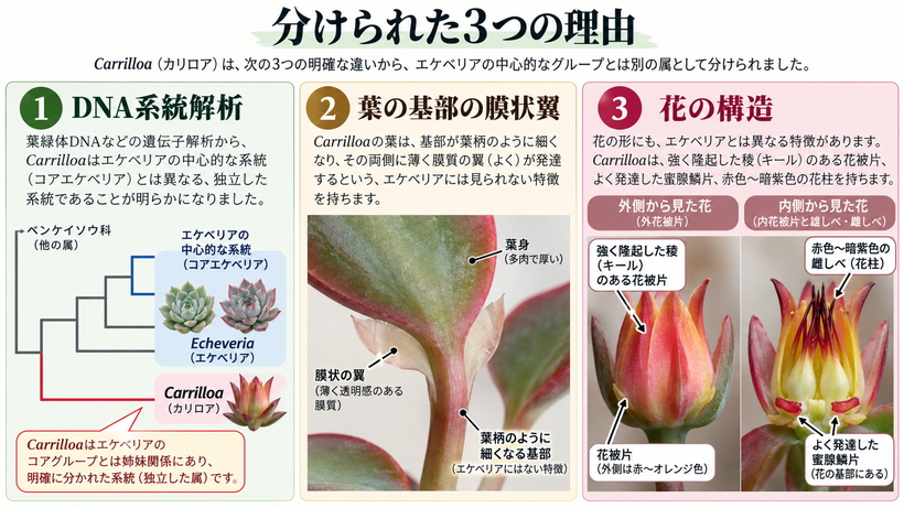 Carrilloaがエケベリア属から分けられた根拠を分子系統・葉の基部・花の構造で示した図