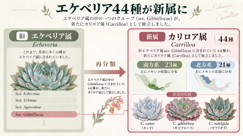 Echeveria ser. Gibbifloraeを中心とする44種が新属Carrilloaとして提唱された分類変更の概要図