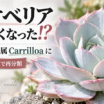 カンテがエケベリアじゃなくなりました！エケベリア属から44種が新しい属に分類されたのです