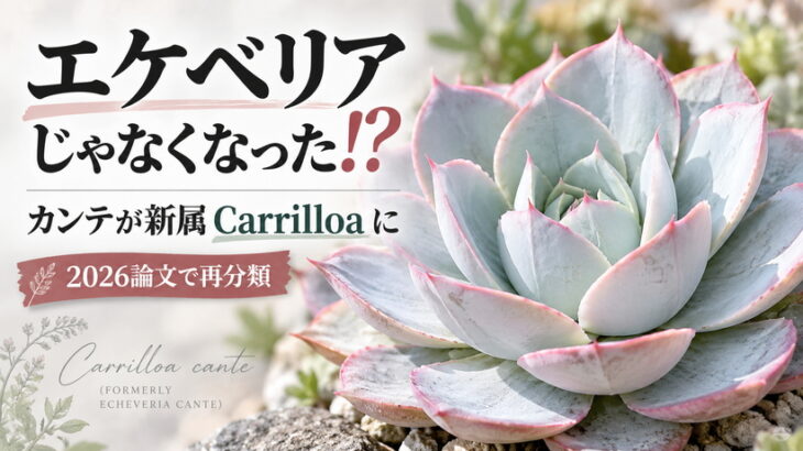 カンテがエケベリアじゃなくなりました！エケベリア属から44種が新しい属に分類されたのです