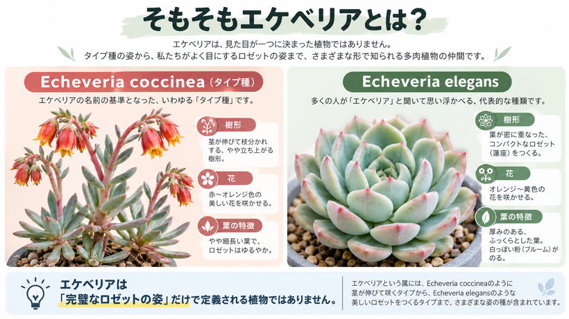 エケベリア属のタイプ種Echeveria coccineaとロゼット型のEcheveria elegansの姿の比較